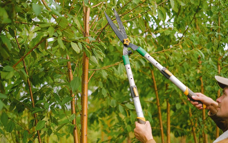 Tree trimming in Oriska, ND
