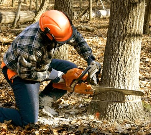 Tree Removal in Oriska, ND